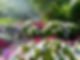 Sprinkler watering colorful flowers in a lush garden under bright sunlight. | Down To Earth Landscaping | Jackson New Jersey, USA (732) 833-7702