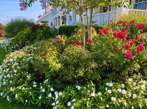 Lush flower garden with vibrant red roses, white blossoms, and blue house. Residential landscaping near me| Down To Earth Landscaping | Jackson New Jersey, USA (732) 833-7702